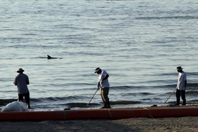 File photo shows the dorsal fin of a dolphin is seen as workers clean up spilled oil along a stretch of beach in Grand Isle, Louisiana. The discovery of more than 100 dead dolphins on Gulf of Mexico shores likely reflects only a small fraction of the total killed by the BP oil spill last year, a study suggested on Wednesday, 30 March 2011. AFP / Getty Images / File / Spencer Platt