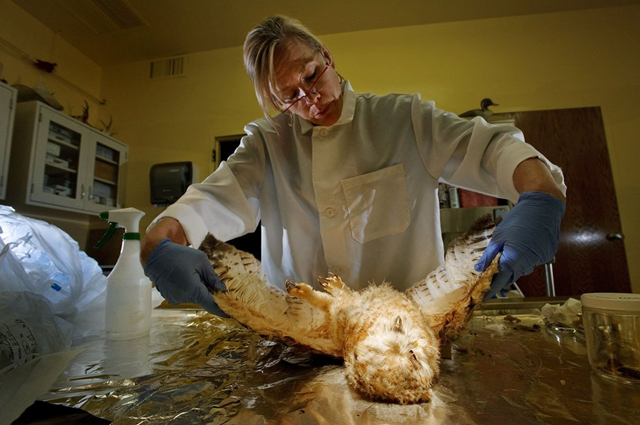 Stella McMillin, an environmental scientist with the state Department of Fish and Game, performs a necropsy on a great horned owl in Rancho Cordova. Rat poison has been found in the livers of animals in both urban and wilderness areas. Randall Benton / rbenton@sacbee.com