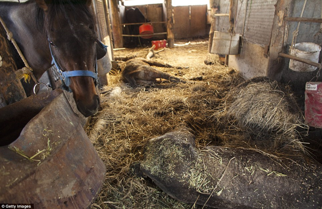 Fighting for life in the Fukushima exclusion zone: The bodies of dead horses lie rotting under the hay as one who survived turns its head toward the camera, 12 April 2011. Getty Images / dailymail.co.uk