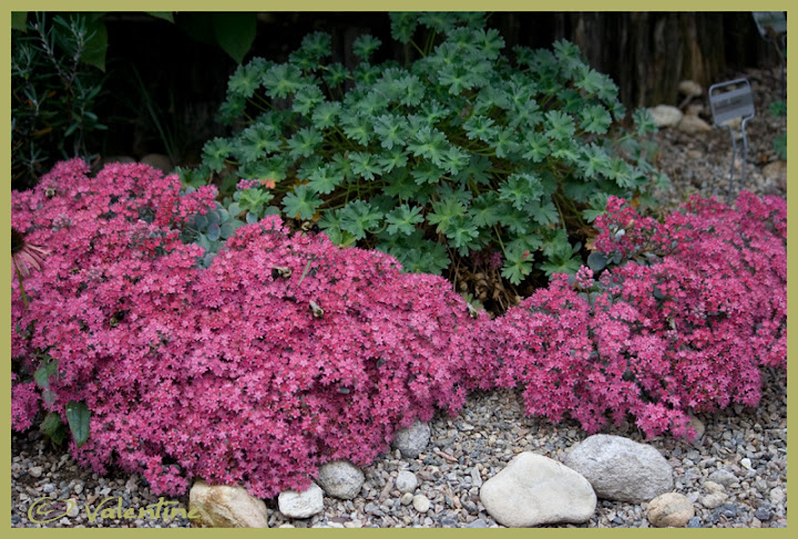 Sedum cauticola Lidakense (petit sedum) SedumLidakense100923_0010RM