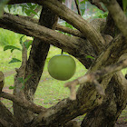 Calabash Tree
