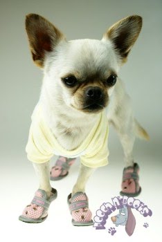 Chihuahua Clothes Boots Chihuahua Clothes Boots