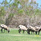 Desert Bighorn Sheep