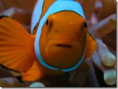 True Clown Anemone Fish 1