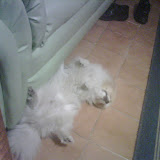 Cousteau