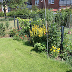 Garten Juni 2010