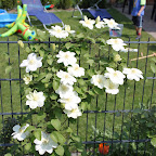 Clematis April 2011