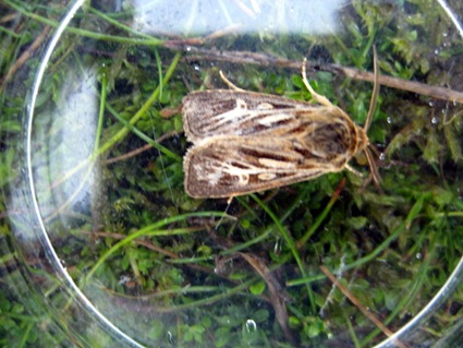 Wrekin Moth and Small Mammals 100910 015 Wrekin Moth and Small Mammals 100910 015