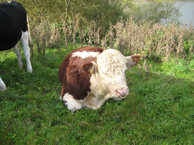 Severn Way Walk Stage 19b 181010 021