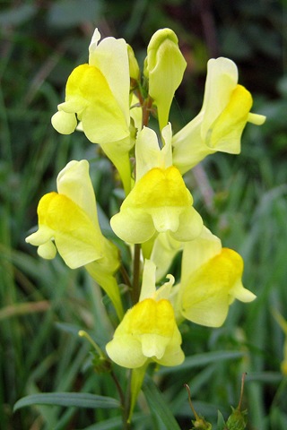 Common Toadflax Severn Way Walk Stage 20 191010 050-1 Common Toadflax Severn Way Walk Stage 20 191010 050-1