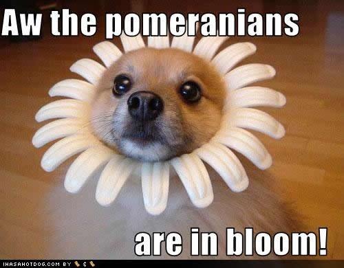 [funny-dog-pictures-pomeranians-bloom[3].jpg]
