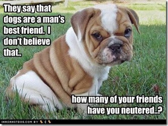cute-puppy-pictures-friends-neutered