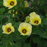 image_from_picasa