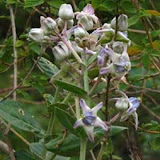 image_from_picasa