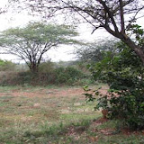 image_from_picasa