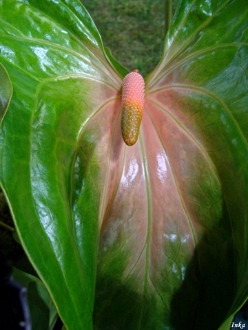 [Kopia DSC05127[2].jpg]