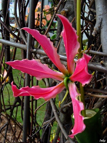 [KopiaDSC049382.jpg]