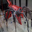Famous spider is indoors. This guy use to roam outdoors.