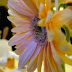 DSCF6285.JPG
