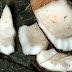 DSCF6614.JPG