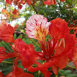 Flowering trees - Chivatos