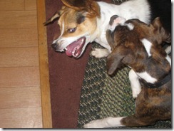 IMG_4264 IMG_4264