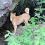 Crazy dog stopping to chase something living in the rocks