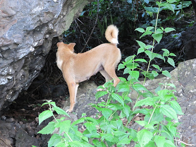 Crazy dog stopping to chase something living in the rocks