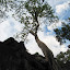 Roots....