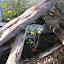 renemarie's Berry Patch garden