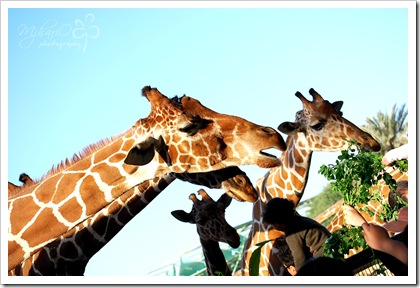 zoogiraffe2 zoogiraffe2
