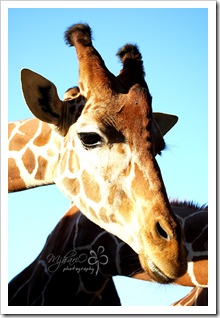 zoogiraffe zoogiraffe