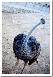 zooostrich zooostrich