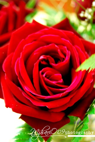 [vdayrose[6].jpg]