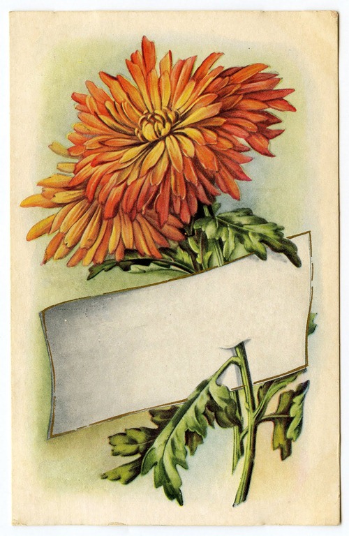 [thanksgiving-mums-graphicsfairy003blank[2].jpg]