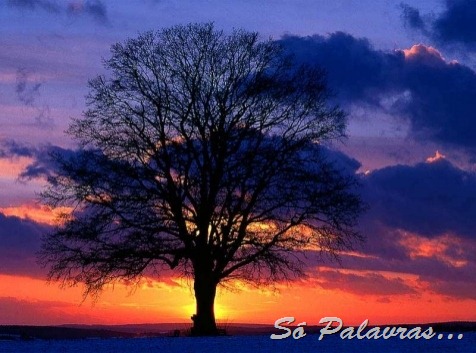 [Lone_Tree_at_sunset[16].jpg]
