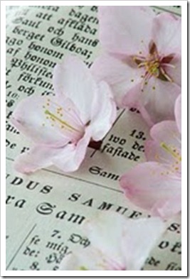 japanese cherry blossom japanese cherry blossom