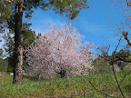 Anamur: Badem Çiçek /Mandelblüte 2010 Slideshow