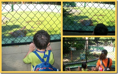SAÍDA PEDAGÓGICA- ZOO4 SAÍDA PEDAGÓGICA- ZOO4