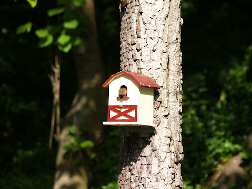 Busy Bird