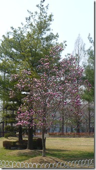Pink flowering tree