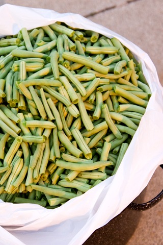 [beans[3].jpg]