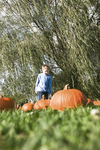 [PUMPKINS[3].jpg]