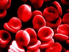 blood_cells