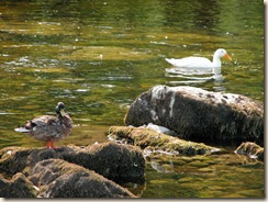 Ducks