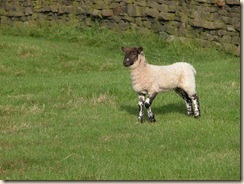 Lamb_Cringles