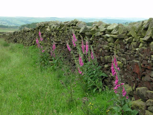 [Foxgloves_Silsden_Addingham2.jpg]
