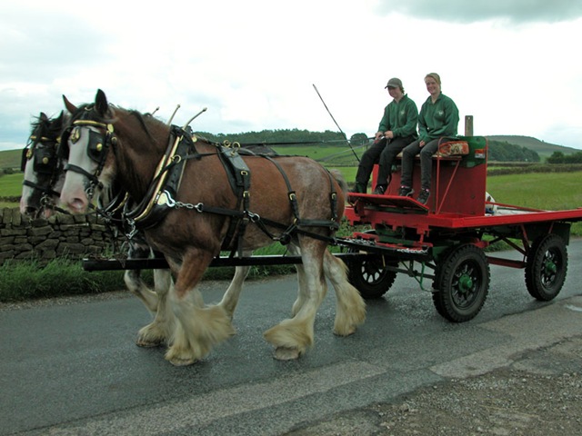 [CartHorses2.jpg]