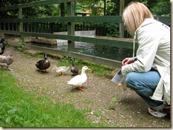 Ducklings