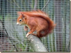 Squirrel01